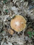 Cortinarius caperatus image