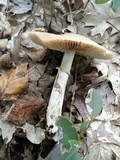 Cortinarius caperatus image