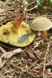 Boletus chrysenteron image