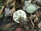 Gyroporus cyanescens image