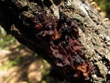 Exidia recisa image