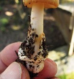 Amanita amerifulva image