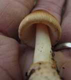 Amanita amerifulva image