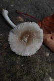 Amanita farinosa image