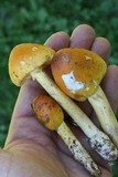 Amanita banningiana image