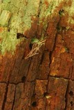 Ophiocordyceps michiganensis image