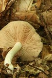 Entoloma bicolor image