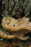 Inonotus dryadeus image