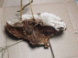 Ganoderma sessile image