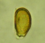 Ganoderma sessile image
