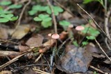 Mycena rosella image