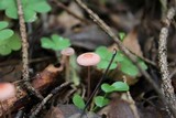 Mycena rosella image