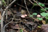 Mycena rosella image