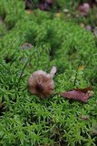 Hygrophorus pustulatus image