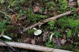 Hygrophorus hypothejus image