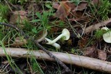 Hygrophorus hypothejus image
