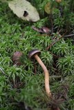 Chroogomphus rutilus image
