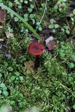 Cortinarius sanguineus image