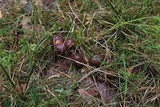 Suillus luteus image