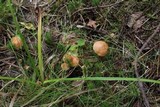 Suillus bovinus image