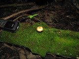 Gymnopilus subpurpuratus image