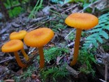 Hygrocybe miniata image