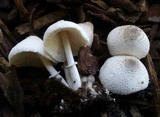 Leucocoprinus cepistipes image