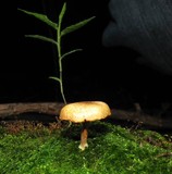 Gymnopilus subpurpuratus image