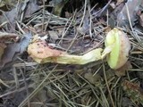 Aureoboletus auriporus image