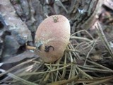 Aureoboletus auriporus image