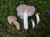Entoloma lividoalbum image