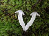 Entoloma lividoalbum image