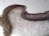 Collema polycarpon image