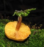 Gymnopilus subpurpuratus image