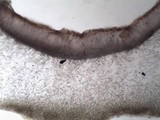 Collema polycarpon image