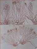 Collema polycarpon image