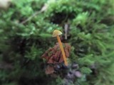 Mycena crocea image