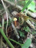 Mycena crocea image