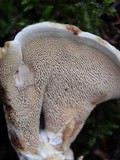 Hydnellum concrescens image