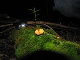 Gymnopilus subpurpuratus image