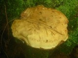Tylopilus felleus image