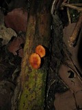 Gymnopilus subpurpuratus image