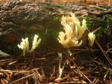 Clavulina coralloides image