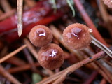 Gymnopus androsaceus image