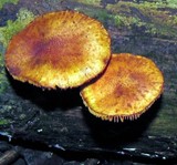 Gymnopilus subpurpuratus image