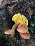 Aureoboletus innixus image