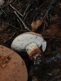 Tylopilus variobrunneus image