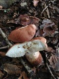 Tylopilus variobrunneus image