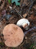 Tylopilus variobrunneus image