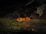 Gymnopilus subpurpuratus image